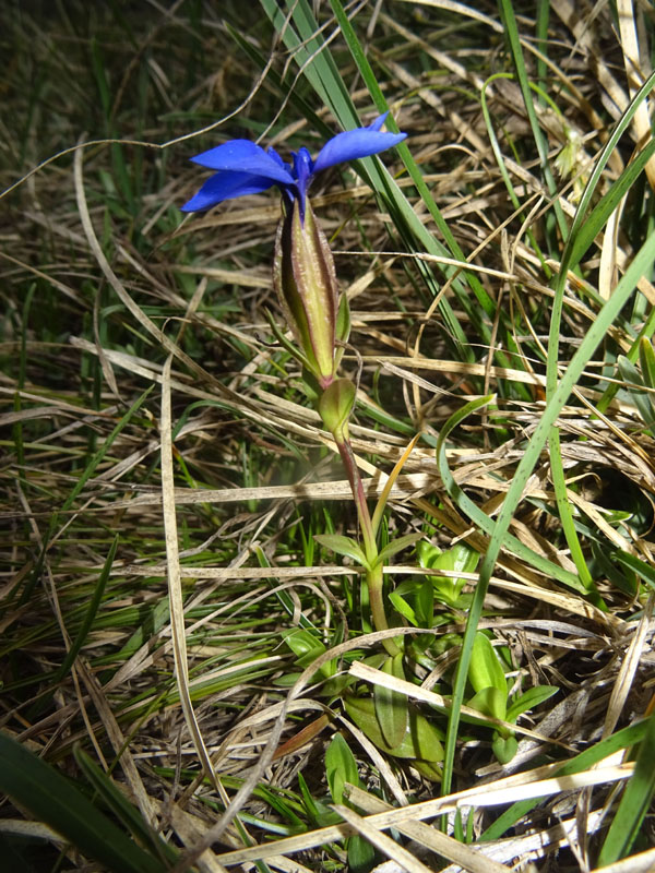 Gentiana verna subsp. verna ?